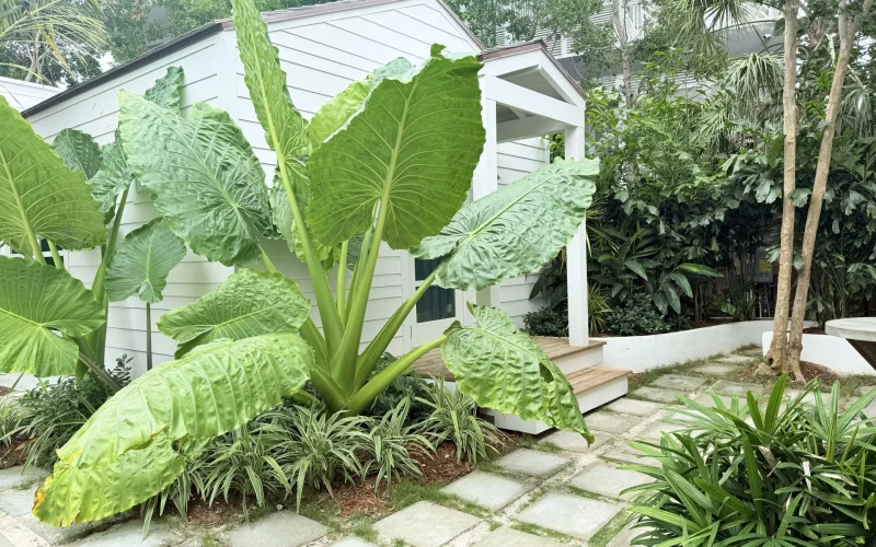 Coconut Shy Estate - Dunmore Town (26)